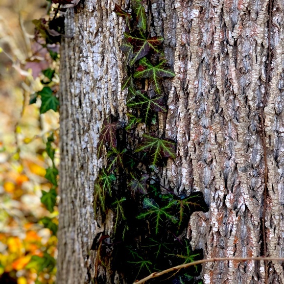 Posh Ambassador II ππ½ - Picture 13 of 16